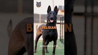 Belgian Malinois  Dog breed  #dogbreed #alabai #canecorso #rottweiler #animals #kangal #dog
