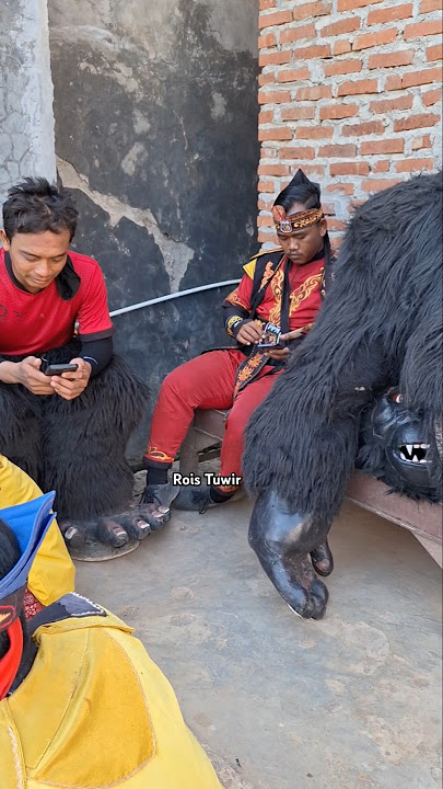 OM KING KONG GEDE lagi Istirahat❗️ Singa Depok Putra Pai Muda