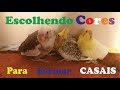 Escolhendo as Cores - Casal de Calopsitas