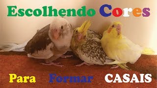 Escolhendo as Cores  Casal de Calopsitas