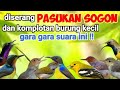 Suara Pikat Sogon Ribut Dan Burung Kecil Terancam