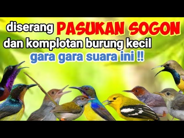 Suara Pikat Sogon Ribut Dan Burung Kecil Terancam class=