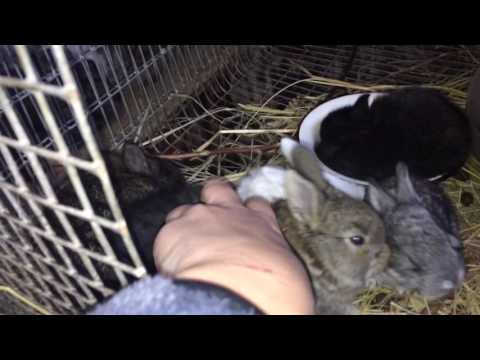 Видео: Отравление кроликов