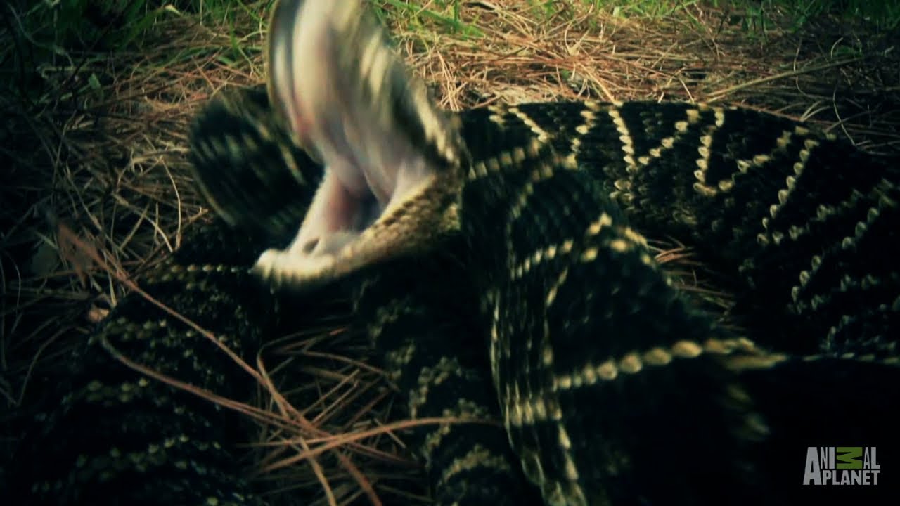 clips for crocs An Uncooperative Rattlesnake | Swamp Wars
