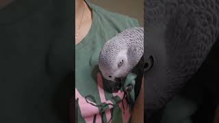 Ваш попугай чистит ваши невидимые перья?#попугай #жако #parrot #pets #comedy #lol #домашниеживотные