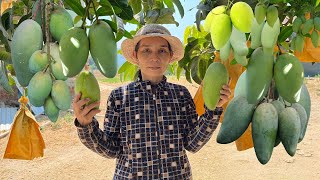 Harvesting mangoes  Cooking Vietnamese dishes with mangoes | Út Bình Định