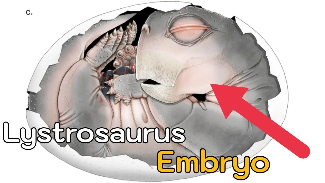 Groundbreaking Discovery- Unearthing 250 Million Year Old Embryos