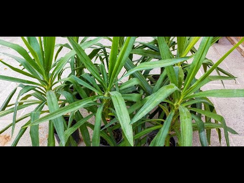 فيديو: نباتات كالي البحر في كوردفوليا: معلومات عن زراعة كالي البحر الأعظم