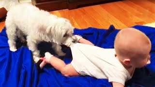 Funny Babies Playing with Dogs Compilation - Funny Baby and Pets | Try Not To Laugh 😍