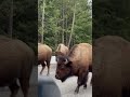 レシオ！ - Buffalo Walking in Opposite Direction on Road