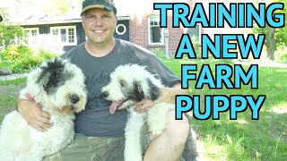 This Is How I Train My Farm Dogs