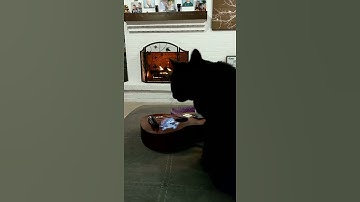 Thumbnail of Cat plays ukulele