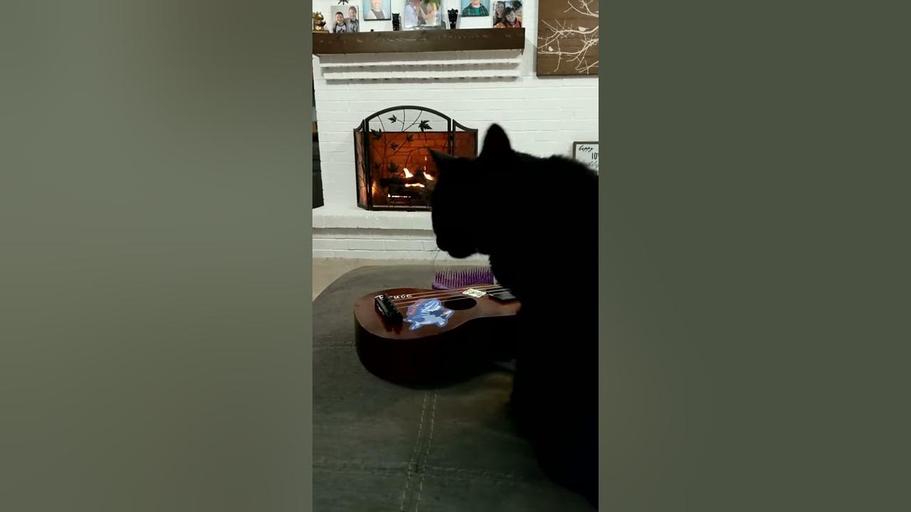 Cat plays ukulele