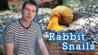 Rabbit Snail Care Guide (Freshwater Aquarium Snail)