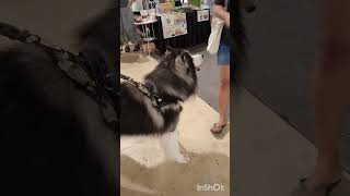 Meet this Cute and adorable Alaskan Klee kai Dog#shorts