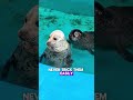 When seals get bored, they’ll climb onto land to mess with humans. #shorts #seal #anmals #funny