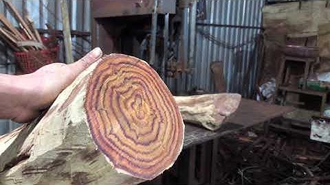 Cận cảnh cắt cục gỗ sưa đỏ mà toát hết mồ hôi