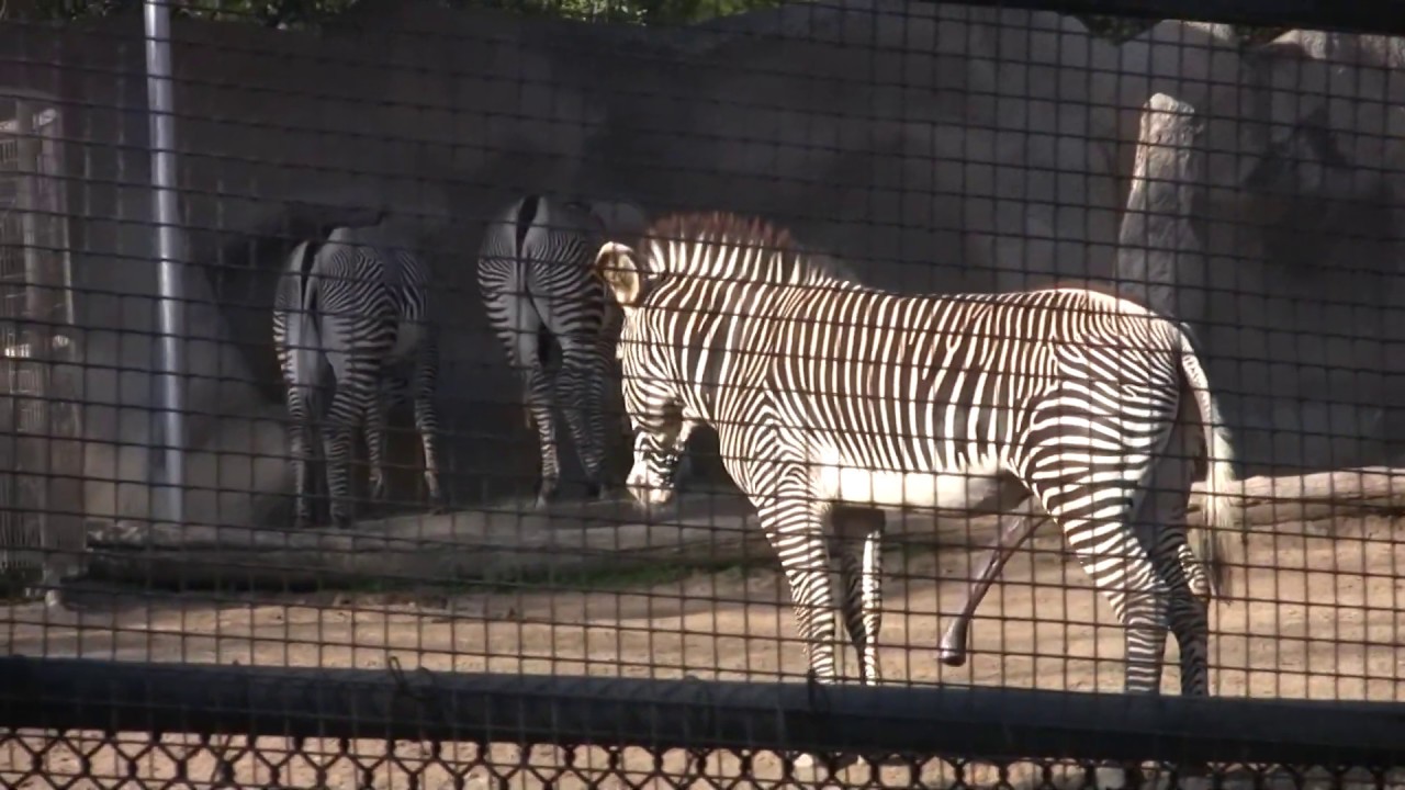 Zoo Penis