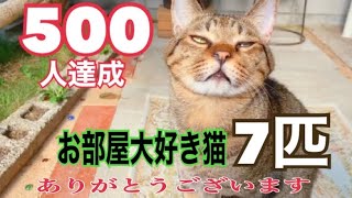 お部屋大好き7匹の紹介。飼い主ナレーションに挑戦したょ