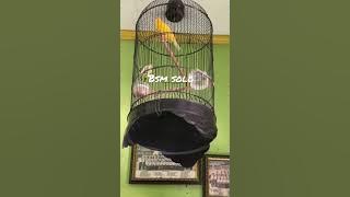 kenari isian keteran ciblek sambung Cililin.. #burungmasteran #burung #burungkicau