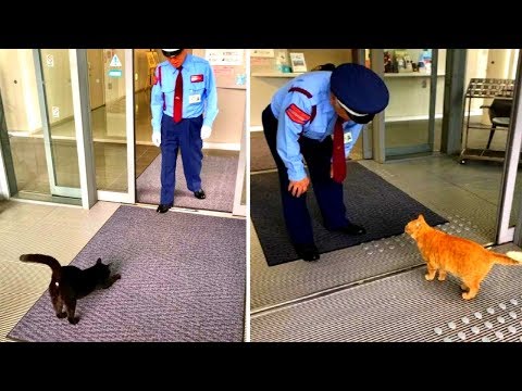 Video: Zwei Katzen Versuchen Seit Jahren, In Dieses Japanische Museum Zu Gelangen