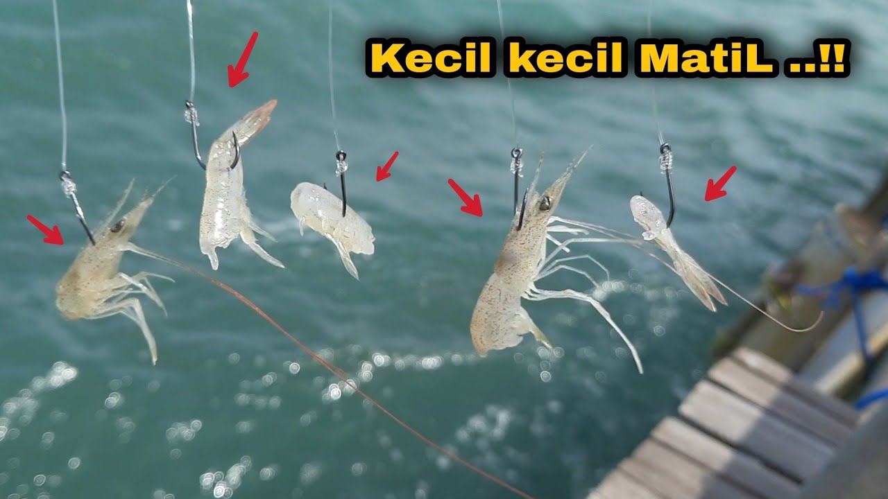 Всего за 10 тысяч вы можете добыть здесь вкусную рыбу.