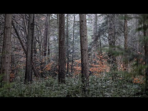 Дощовий ліс Звуки природи без слів Rainy Forest No Talking Nature Sounds ASMR
