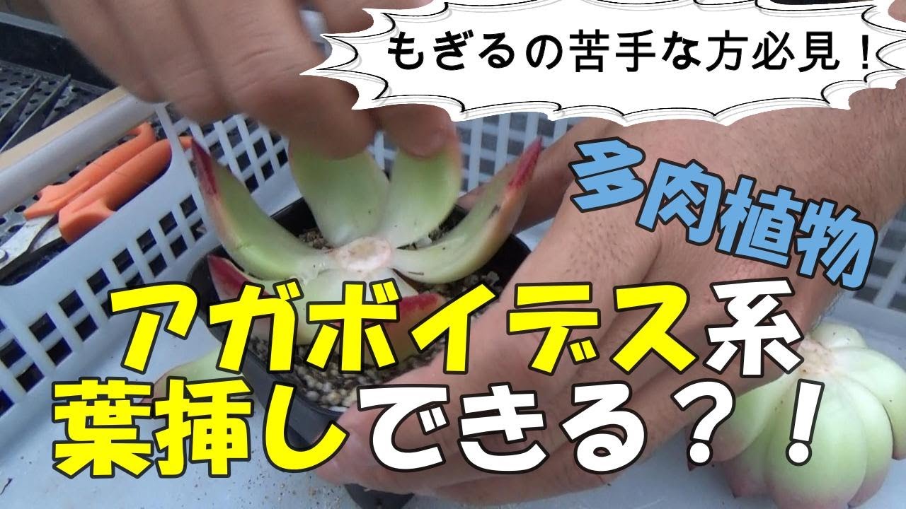 アガボイデス系葉挿しできる？！もぎるの苦手な方必見！ 多肉生産者