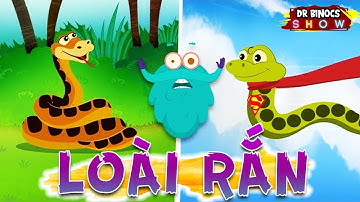 Bí ẩn về loài RẮN bạn chưa từng biết | Hoạt Hình Khoa Học Vui