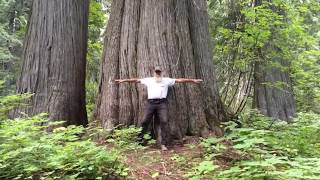 Ancient Giants in Montana - Western Red Cedar Groves