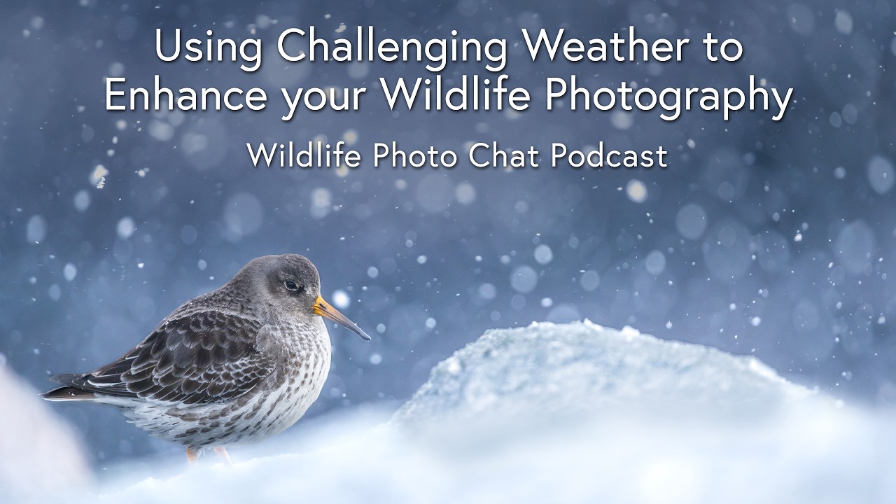 Using Challenging Weather to Enhance your Wildlife Photography - Wildlife Photo Chat Video