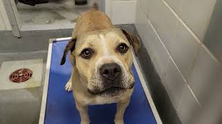 acs A673863