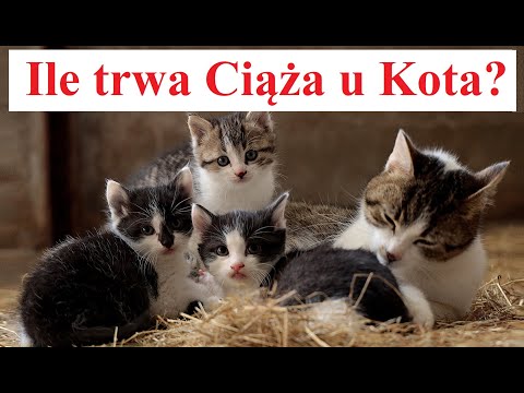 Wideo: Czy mój kot ma nadwagę?