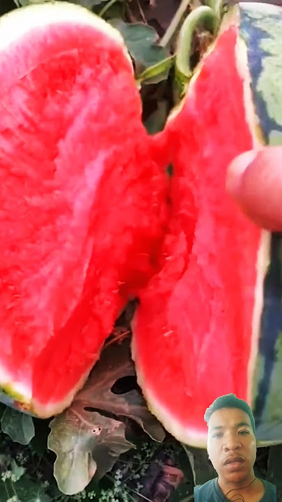 Cara menentukan semangka tua atau muda #semangka #watermelon #fruit #buah #fruitcarving #satisfying
