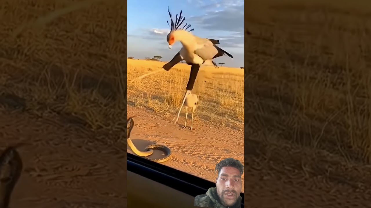 Giant Bird vs Cobra… Powerful Kicks and Beak Attack 😱🦅🐍 
