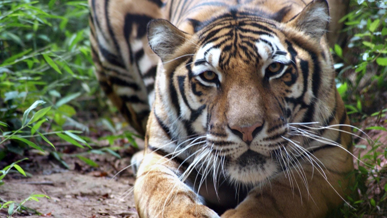 CAROLINA TIGER RESCUE - YouTube
