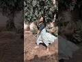 Anna Thangi Serial Anvitha Sagar Reels | YouTube Shorts Videos | Trending Reels Video | Dwapara Song