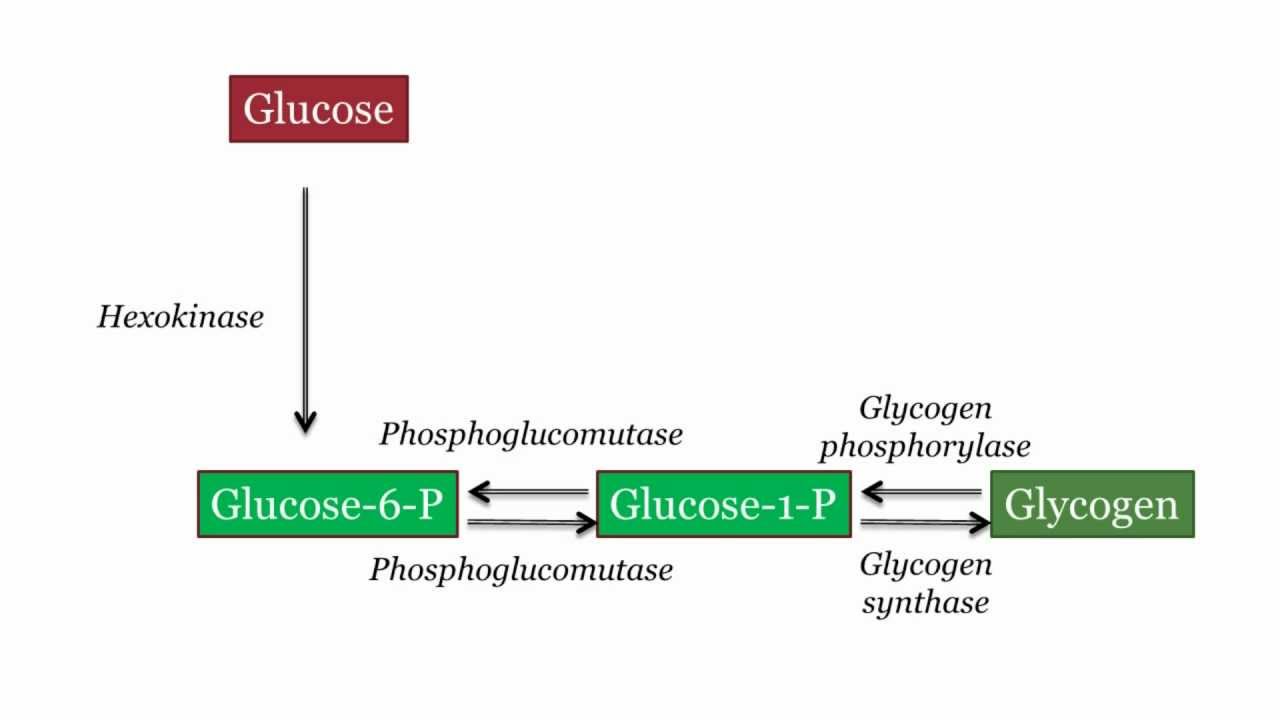 steps degradation glycogen YouTube Degradation Glycogen   Synthesis and