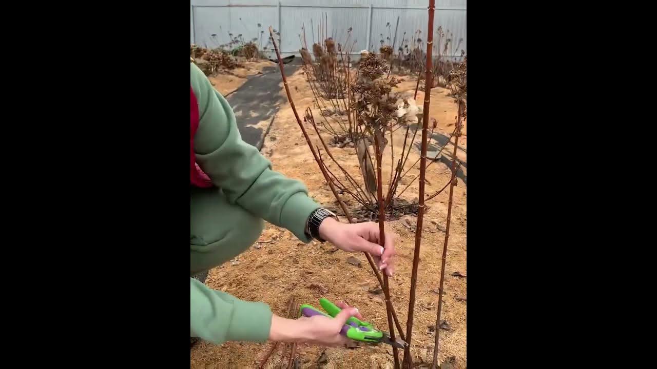 Как правильно обрезать гортензию весной для пышного. Профессиональная обрезка гортензии весной видео. морозобоины на гортензии метельчатой. ферма на гортензиях.