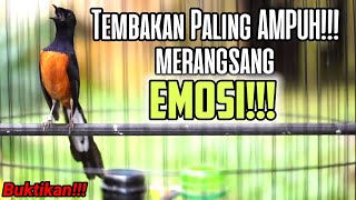 PANCINGAN EMOSI MURAI BATU LANGSUNG BUNYI 100% AMPUH BIKIN AUTO NGAMUK