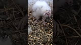 Must See, Owls Vomiting Owl Pellets