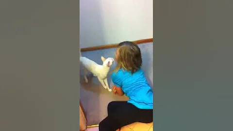 Watch the video about Cute Cornish Rex