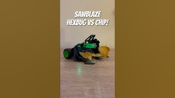Sawblaze Hexbug vs chip! #battlebots #hexbug