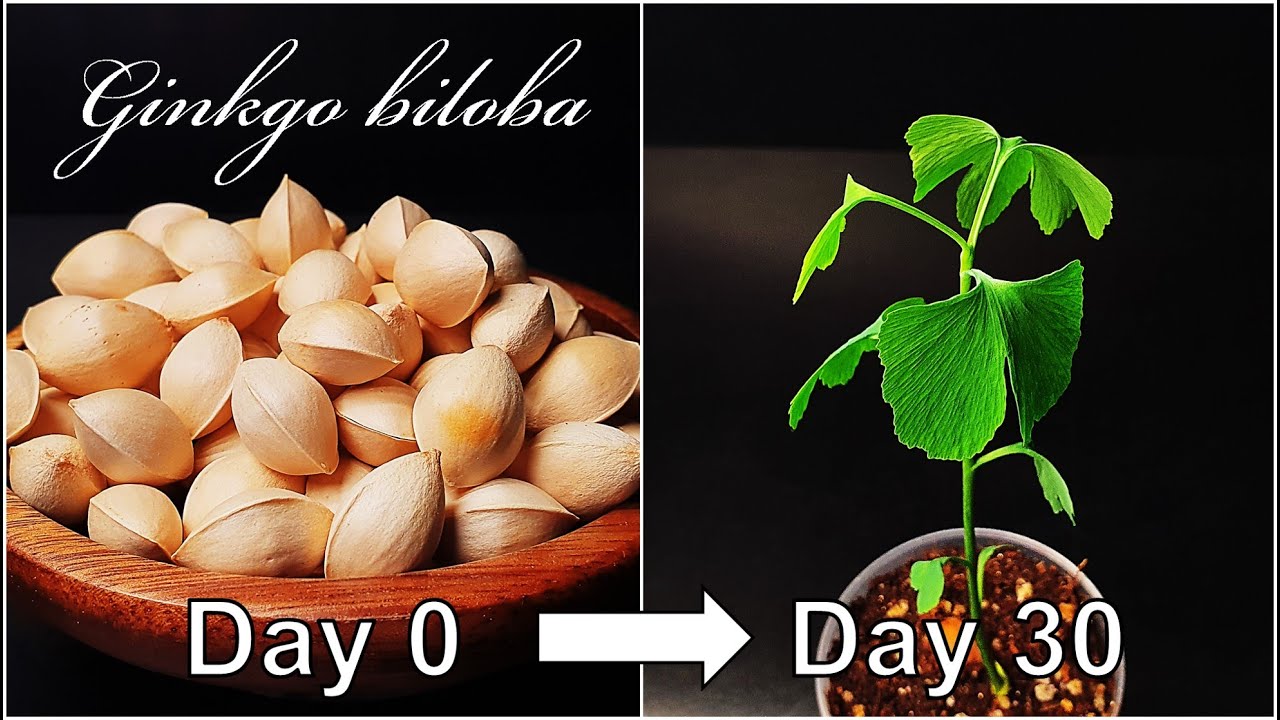 How to grow Ginkgo tree from seed｜Growing Ginkgo biloba｜How to grow 13