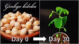 How to grow Ginkgo tree from seed｜Growing Ginkgo biloba｜How to grow #13 Ginkgo｜Eng Sub