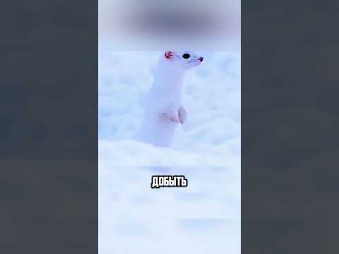 МУЖЧИНА СПАС ЛАСКУ КОТОРАЯ ЗАСТЯЛА В СНЕГУ🙏🥰