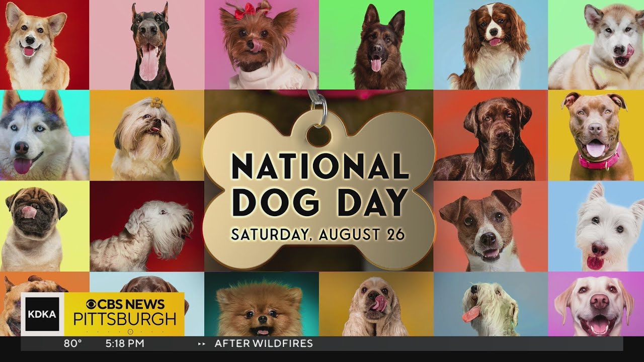 Saturday is National Dog Day