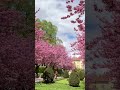 Blossoms of Klagenfurt’s spring, a memory that never fades. #austria #travel  #travelvlog #nature