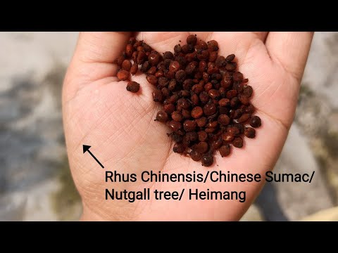 Health benefits on Rhus Chinensis/Chinese Sumac/Nutgall tree/Heimang #wildfruits #healthy #medicine