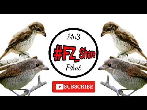 Mp3 Pikat Burung Pentet Macan | Si burung migrasi yang agresif